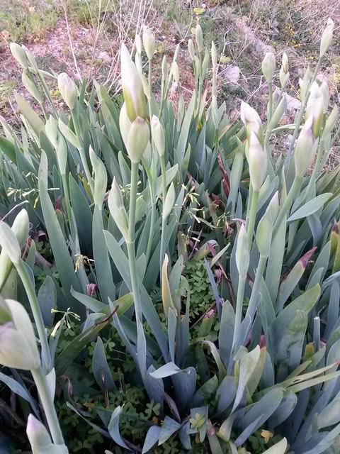 Iris x albicans